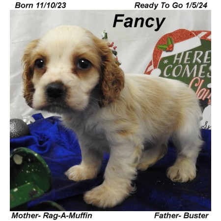 puppy, for, sale, Cocker Spaniel, Joe & Cherri  Overlease, dog, breeder, Miller, MO, dog-breeder, puppy-for-sale, forsale, nearby, find, puppyfind, locator, puppylocator, aca